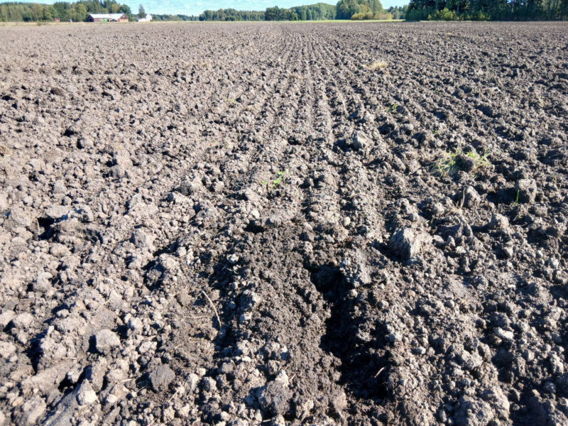 ruohonen 2.9.2026