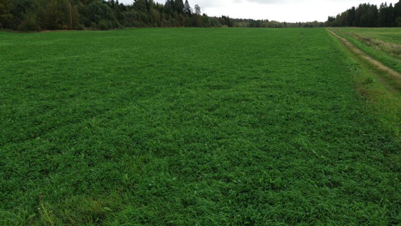 uusikylä 17.9.2026