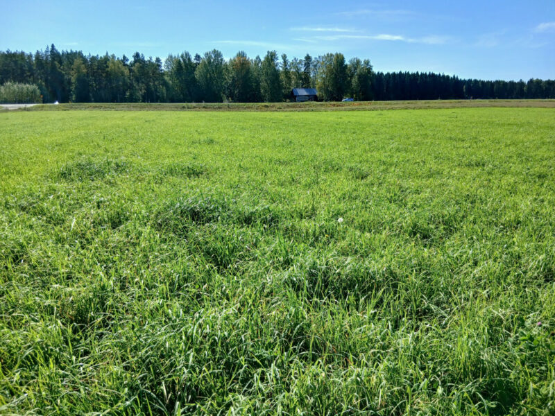 vepsä 2.9.2026